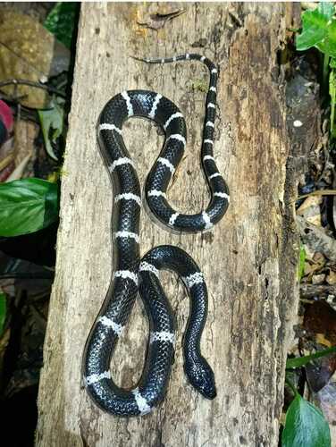 Photo of a Truong’s wolf snake (Lycodon truongi)