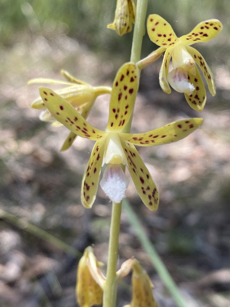 Dipodium interaneum D.L.Jones