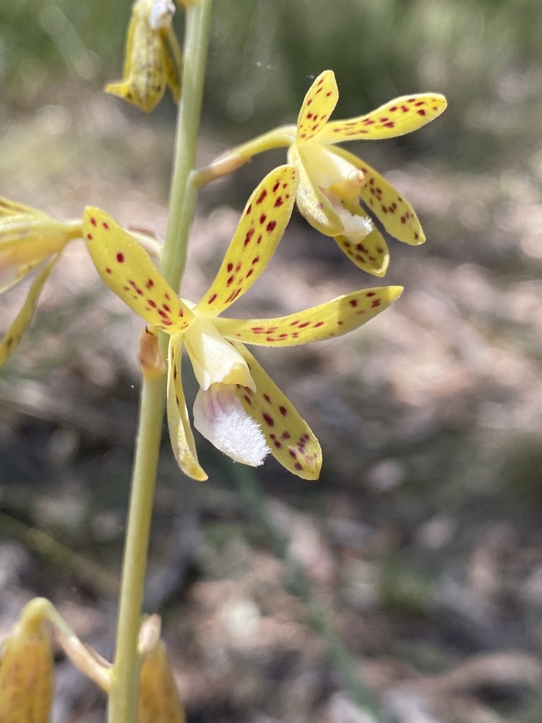Dipodium interaneum D.L.Jones 2