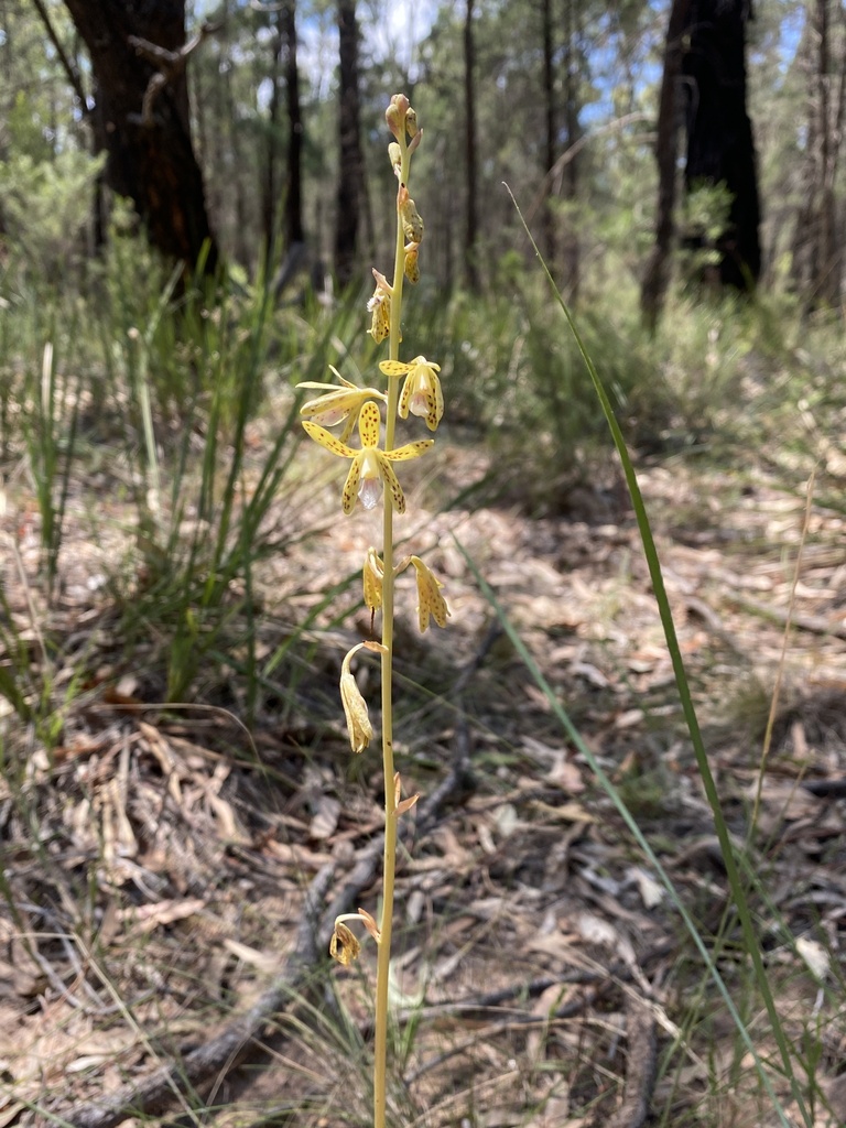 Dipodium interaneum D.L.Jones 3