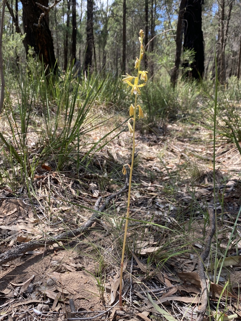 Dipodium interaneum D.L.Jones 4