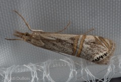 Euchromius californicalis