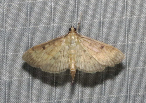 Greater Sweet Potato Webworm Moth photo 5