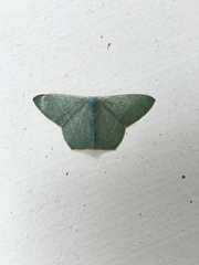 Thalassodes immissaria