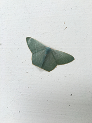 Thalassodes immissaria