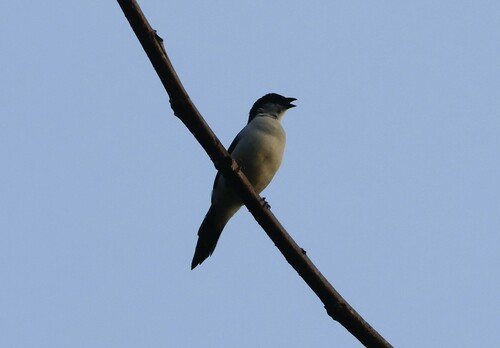 White-breasted Nigrita (Nigrita fusconotus), photo 10
