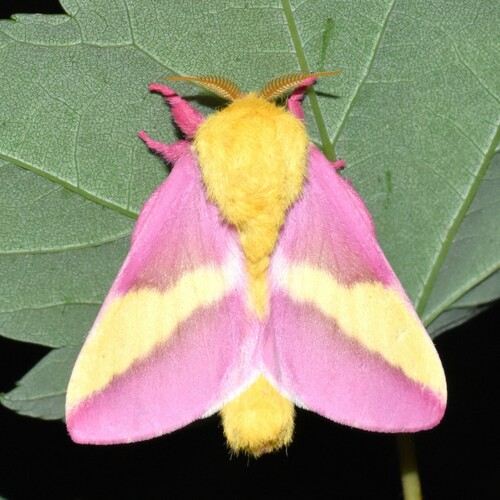 Rosy Maple Moth