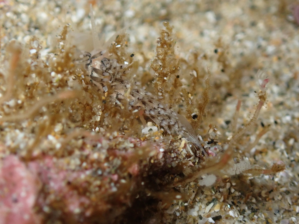 Tenellia reflexa