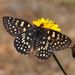Variable Checkerspot - Photo (c) photojuls, some rights reserved (CC BY-NC)