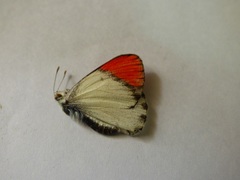 Colotis danae eupompe