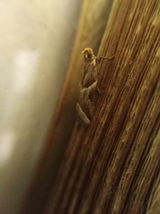 Nyctegretis lineana