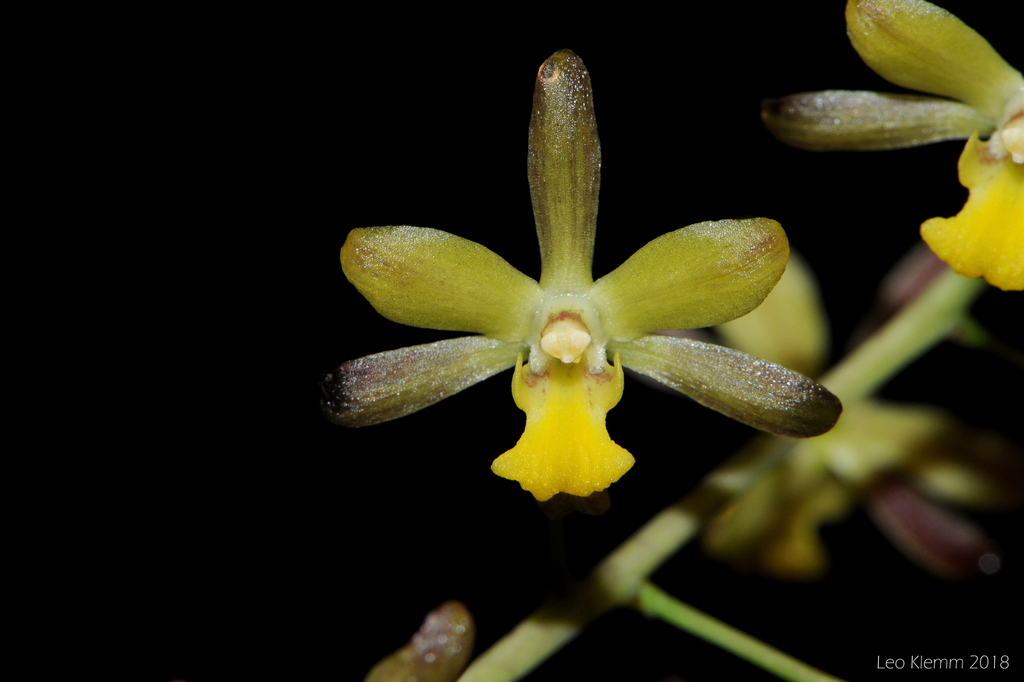 Graphorkis lurida