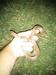 Masticophis flagellum testaceus