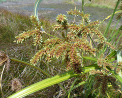 Cyperus dives