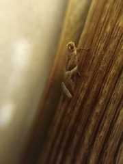 Nyctegretis lineana