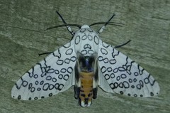 Hypercompe decora