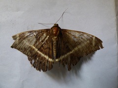 Lepidoptera