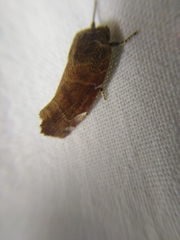 Cosmia affinis