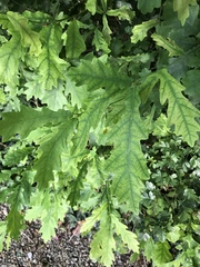 Quercus × rosacea