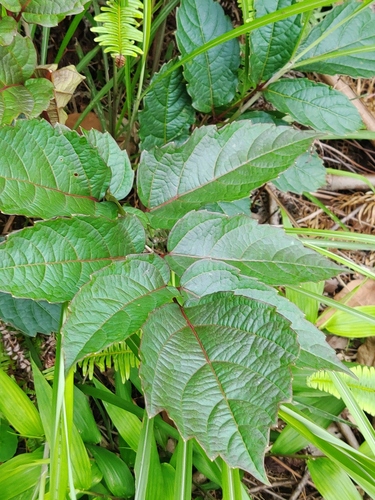 Ampelopsis cantoniensis iNat (1)