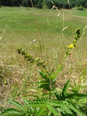 Agrimonia procera