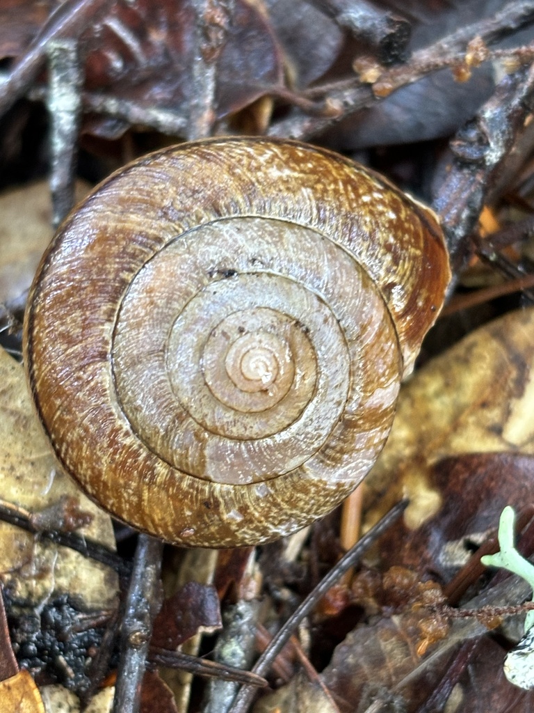 Pomo Bronze Shoulderband Snail