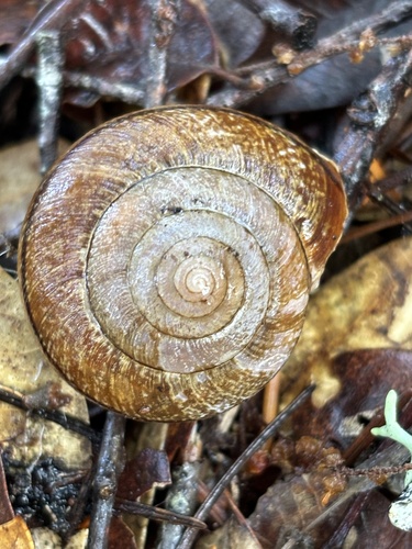 Pomo Bronze Shoulderband Snail