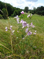 Malva alcea