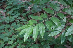 Oxydendrum