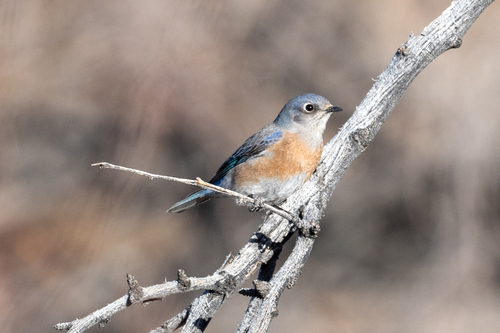 Western Bluebird photographed in Nevada