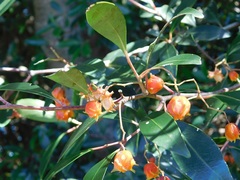 Pterocelastrus rostratus