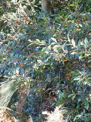 Pterocelastrus rostratus