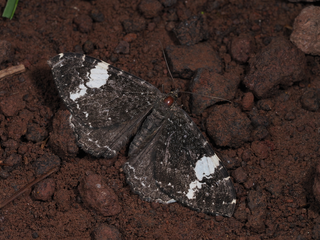 Rheumaptera albiplaga