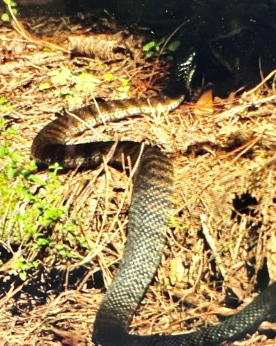 Tiger Snake sighting