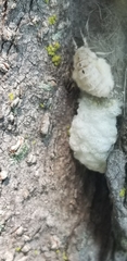 Lepidoptera