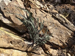 Astrolepis cochisensis