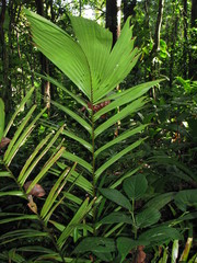 Attalea allenii