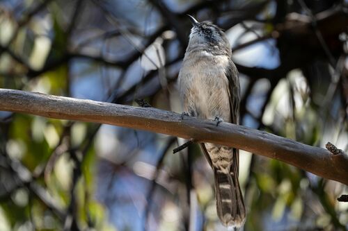 Black-eared Cuckoo (Chalcites osculans), photo 4