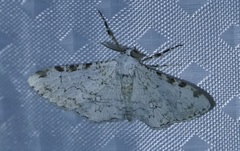 Thyrinteina arnobia