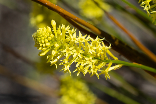 Yellow Stackhousia (Stackhousia dielsii)
