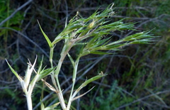 Sporobolus minuartioides