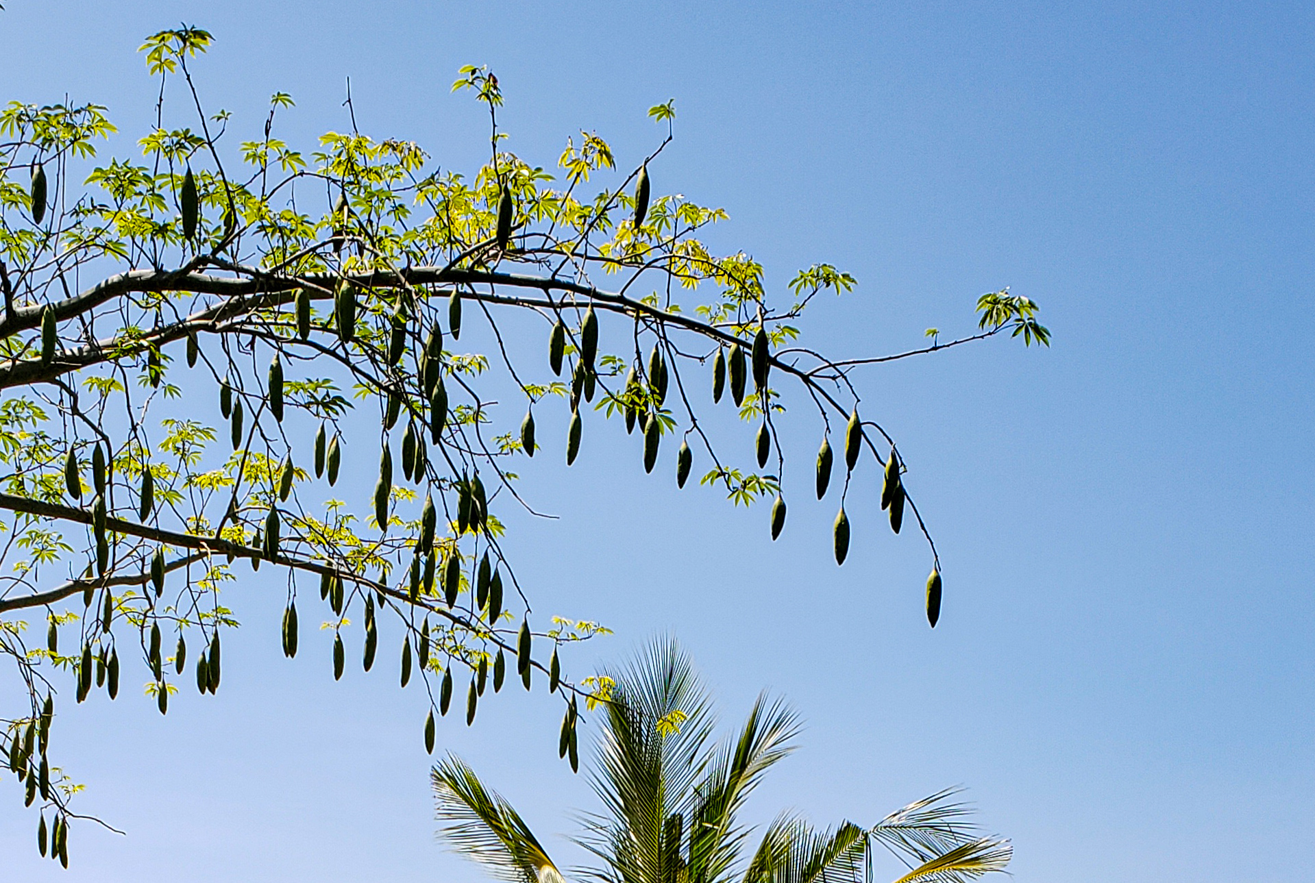 Ceiba pentandra — ảnh 3