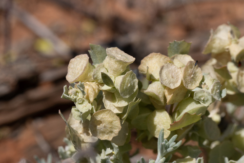 Flat-topped saltbush (Atriplex codonocarpa)