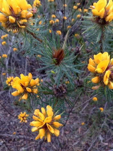 Image of Pultenaea stipularis by (c) Sofia Zvolanek, some rights reserved (CC BY)