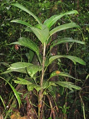 Bactris hondurensis