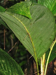 Bactris hondurensis