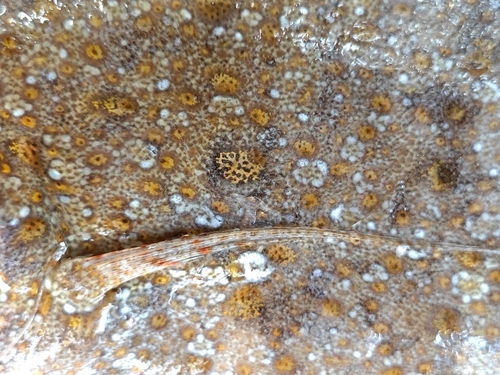 Sterren-tongschar (Bothus myriaster) — Bothidae — 3