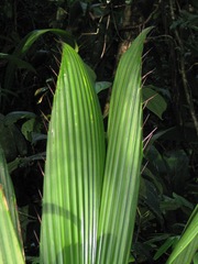 Bactris hondurensis