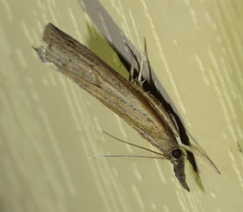 Changeable Grass-veneer