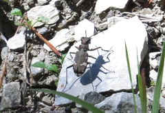 Cicindela sylvicola